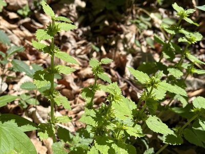 Lamium galeobdolon, photographed by Pavel Kacl