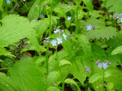 Myosotis sylvatica, photographed by Vadim Zizov