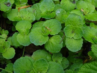 Chrysosplenium oppositifolium, photographed by Zeke Marshall