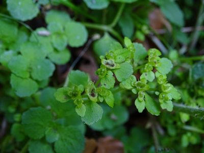 Chrysosplenium oppositifolium, photographed by Zeke Marshall