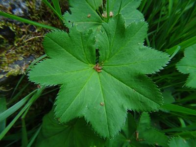 Alchemilla vulgaris, photographed by Zeke Marshall