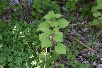 Lamium orvala, photographed by Jens-Christian Svenning