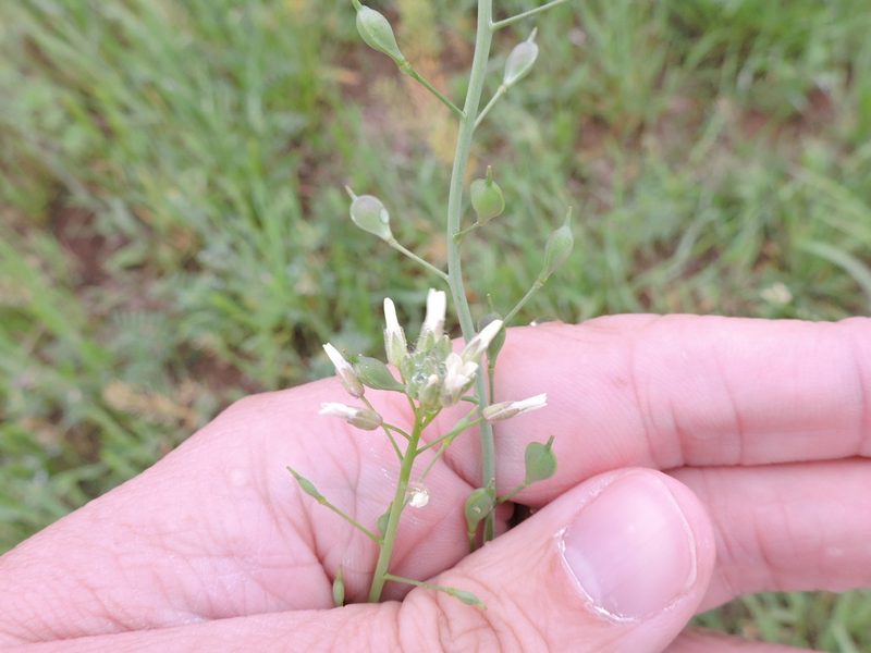 Camelina rumelica, photographed by Sam Kieschnick