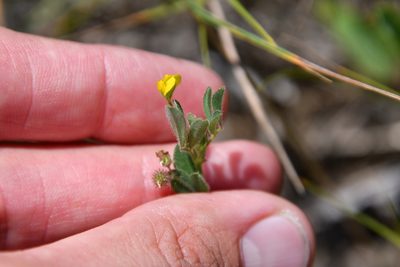 Medicago minima, photographed by Иван Ковтун Ivan Kovtun