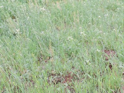Camelina rumelica, photographed by Sam Kieschnick