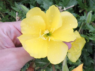 Oenothera grandis, photographed by Sam Kieschnick