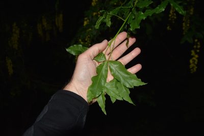 Laburnum alpinum, photographed by Jens-Christian Svenning