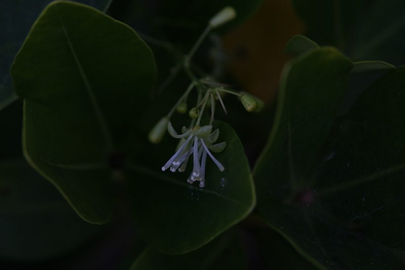 Tinospora smilacina, photographed by Hugo Innes