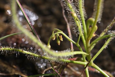 Drosera serpens, photographed by Hugo Innes
