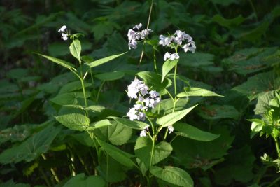 Lunaria rediviva, photographed by Jens-Christian Svenning