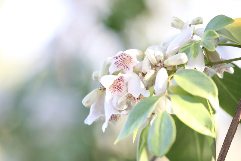 Pandorea pandorana, photographed by Hugo Innes