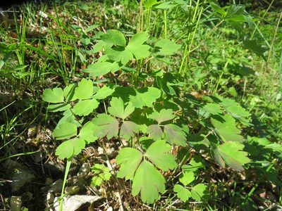 Aquilegia atrata, photographed by Marco Mussita