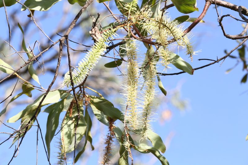 Grevillea glauca, photographed by Hugo Innes