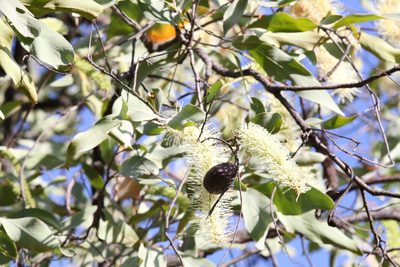 Grevillea glauca, photographed by Hugo Innes