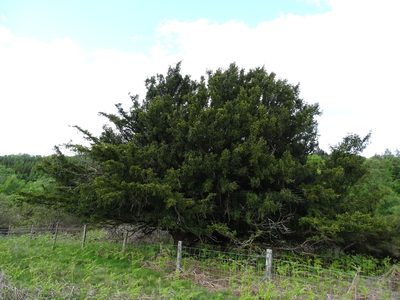 Taxus baccata, photographed by Zeke Marshall