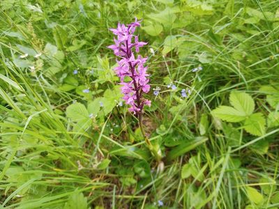 Orchis mascula, photographed by Michal Honskus