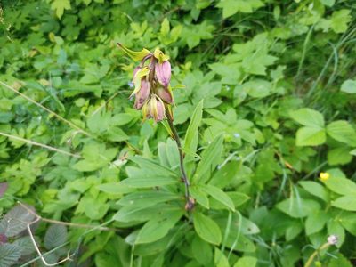 Lilium martagon, photographed by Michal Honskus