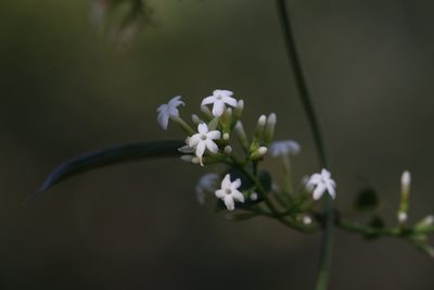 Jasminum didymum