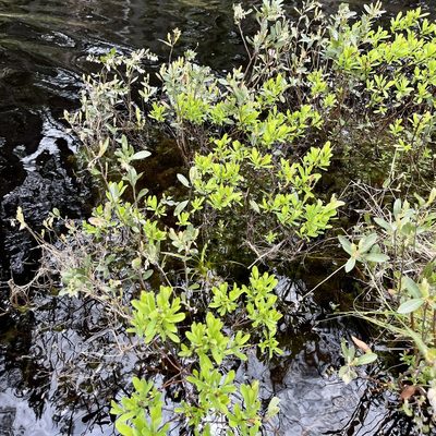 Myrica gale, photographed by Jamie VanBuskirk