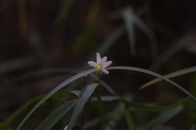 Eustrephus latifolius, photographed by Hugo Innes