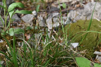 Carex digitata, photographed by Jens-Christian Svenning