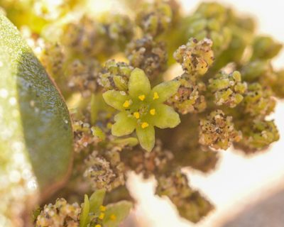 Dioscorea fastigiata, photographed by Nicolás Villaseca Merino