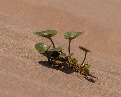 Dioscorea fastigiata, photographed by Nicolás Villaseca Merino