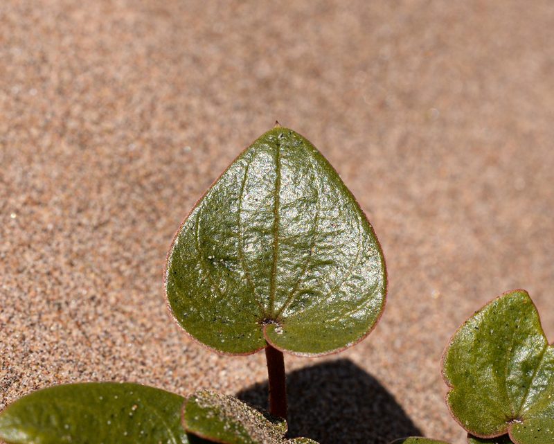 Dioscorea fastigiata, photographed by Nicolás Villaseca Merino