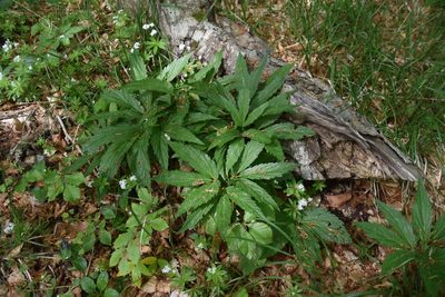 Cardamine enneaphyllos, photographed by Jens-Christian Svenning