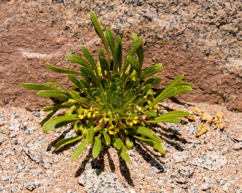 Viola polypoda, photographed by Nicolás Villaseca Merino