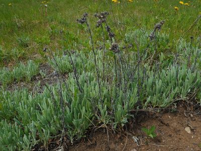 Helichrysum arenarium, photographed by Eugene Popov