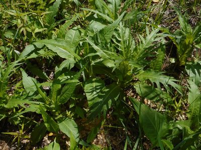 Cirsium heterophyllum, photographed by Eugene Popov