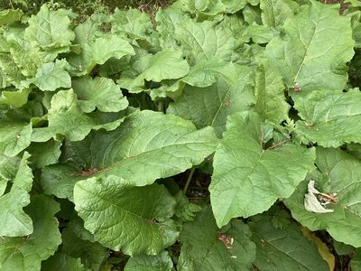 Arctium minus, photographed by Dilrukshan Priyantha Wijesinghe