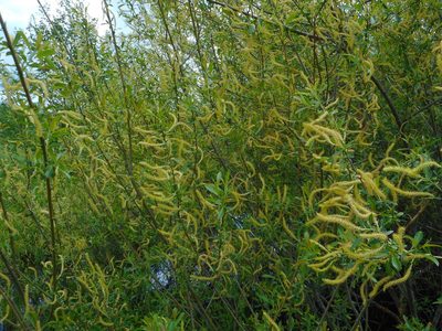 Salix triandra, photographed by Eugene Popov