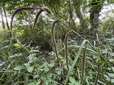 Carex pendula, photographed by Colin Wilson