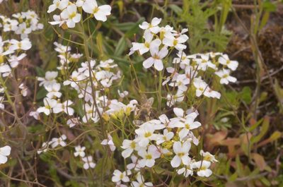 Arabidopsis arenosa, photographed by Eugene Popov