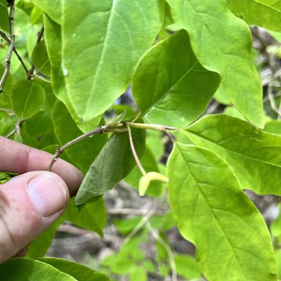 Lonicera canadensis, photographed by Jamie VanBuskirk
