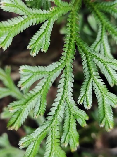 Selaginella fruticulosa, photographed by Augustin Soulard