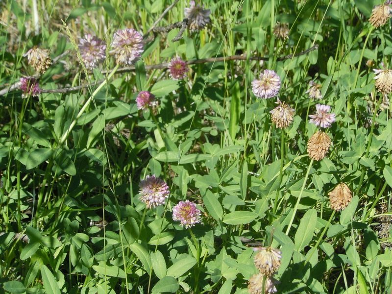 Trifolium beckwithii, photographed by Jim Dreier
