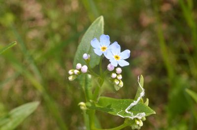Myosotis scorpioides, photographed by Eugene Popov