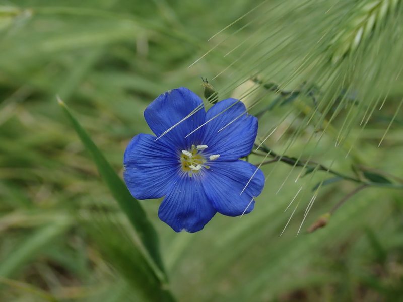 Linum perenne, photographed by Daniel Cahen