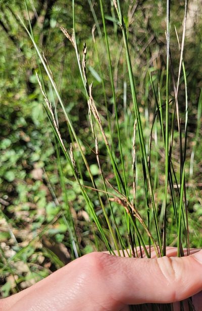 Lepidosperma gunnii, photographed by Eamonn Culhane
