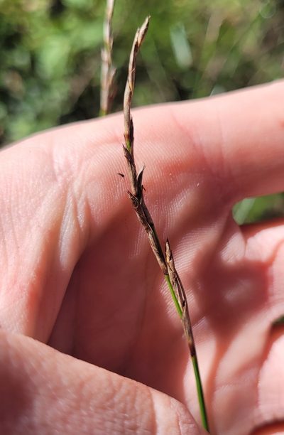 Lepidosperma gunnii, photographed by Eamonn Culhane