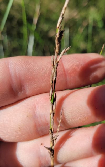 Lepidosperma gunnii, photographed by Eamonn Culhane