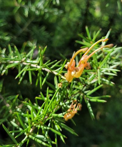 Grevillea juniperina, photographed by Eamonn Culhane