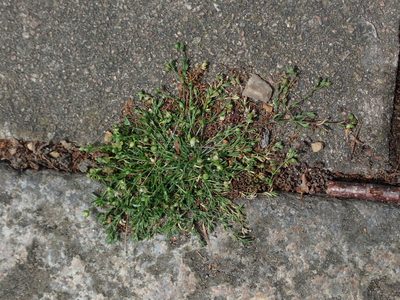 Sagina procumbens, photographed by Daniel Cahen