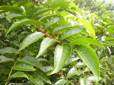 Glochidion lanceolatum, photographed by 胡正恆(Jackson Hu)