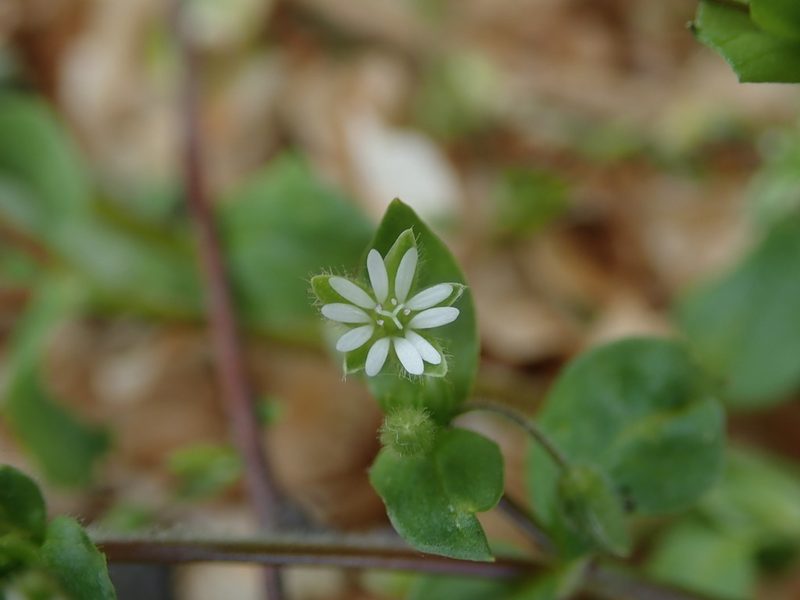 Stellaria media, photographed by Daniel Cahen