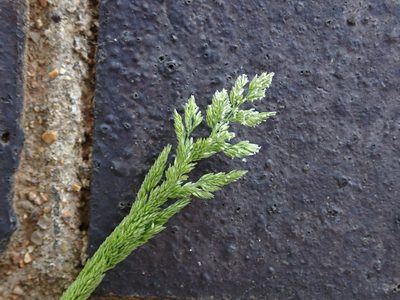 Polypogon viridis, photographed by Daniel Cahen