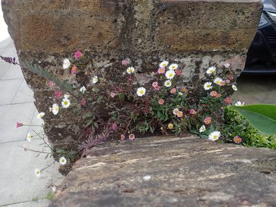 Erigeron karvinskianus, photographed by Daniel Cahen